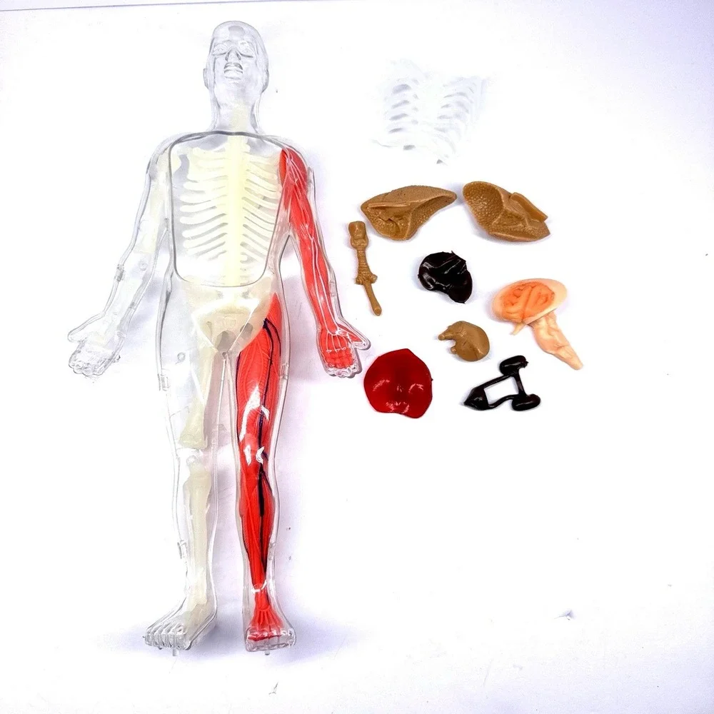 Human Anatomy Model‎ Figure Removable Organs Educational Toy Parts Incomplete